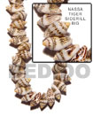 Cebu Island Nassa Tiger Shell Sidedrill Cebu Shell Beads Philippines Natural Handmade Products