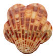 Cebu Island Piktin Scallop Pendants Shell Shell Pendant Philippines Natural Handmade Products
